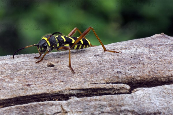 Wasp beetle