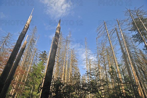 Broken dead spruce trees afflicted by European spruce bark beetle