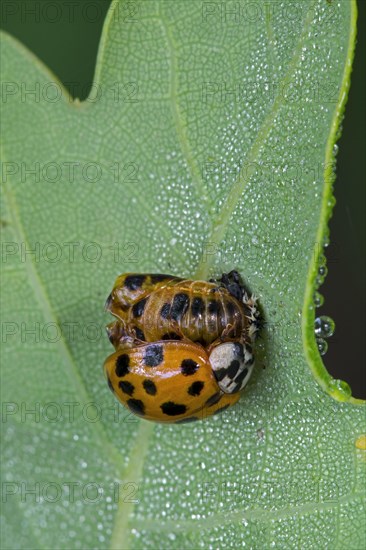 Harlequin ladybird