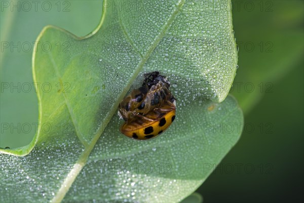 Harlequin ladybird