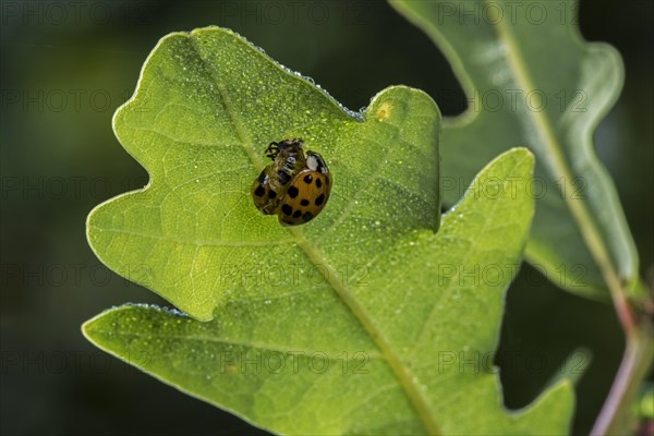 Harlequin ladybird