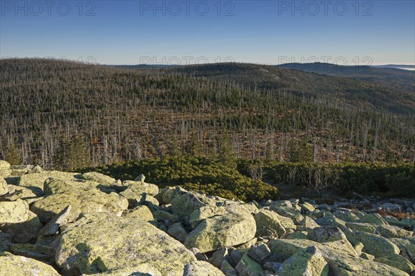 View from Mount Lusen over woodland with dead trees in the Bavarian Forest National Park