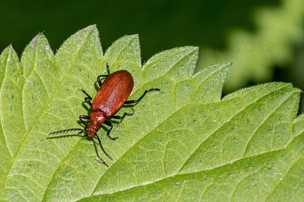 Red-headed cardinal beetle