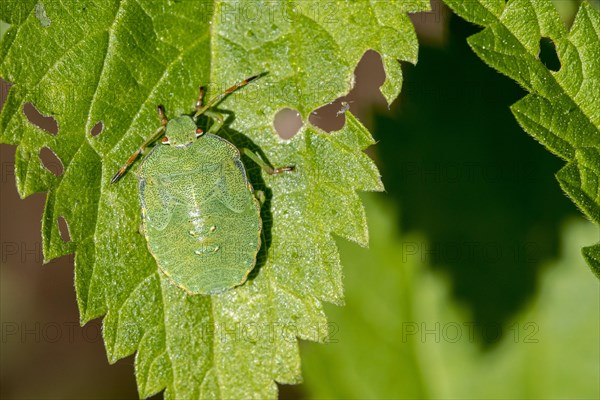 Green shield bug