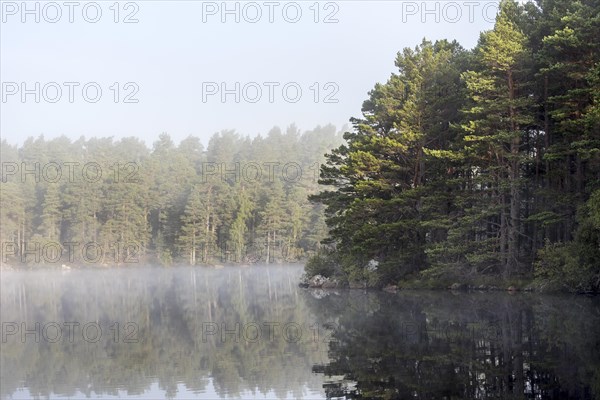 Scots Pine