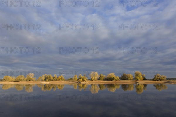 Trees in autumn colours along the river Elbe