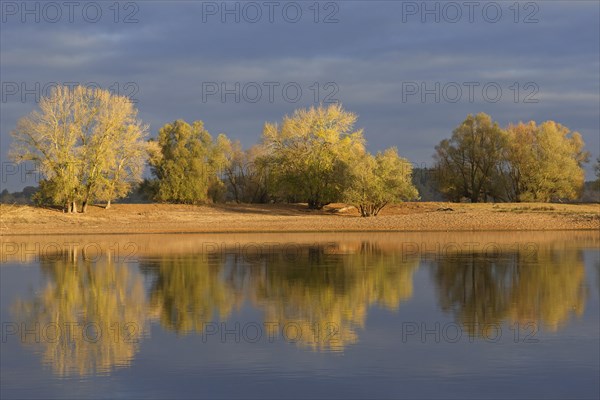 Trees in autumn colours along the river Elbe