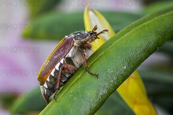 Common cockchafer