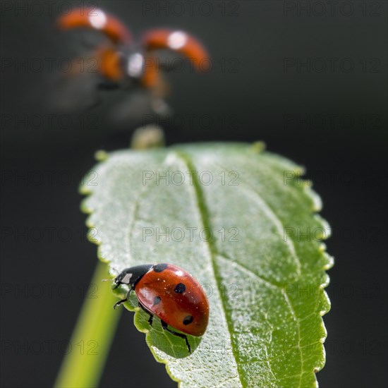 Seven-spot ladybird