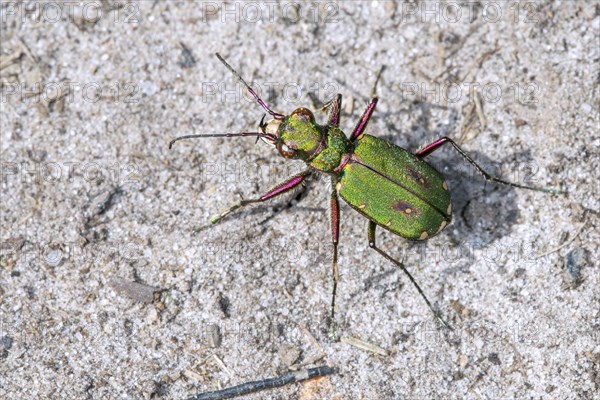 Green tiger beetle