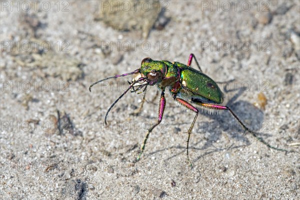 Green tiger beetle