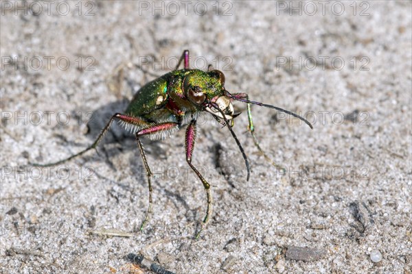 Green tiger beetle