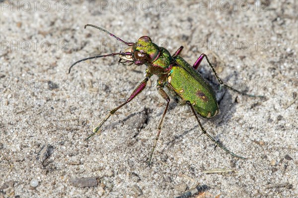 Green tiger beetle