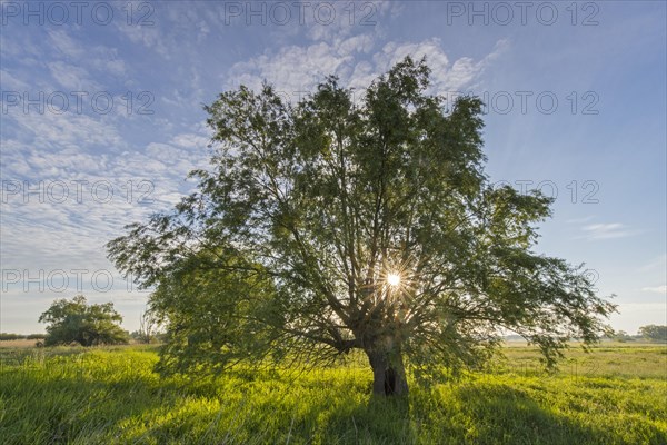 Sunrise at the UNESCO Biosphere Reserve Elbe River Landscape