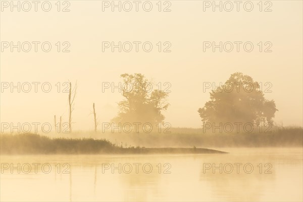 Trees silhouetted at dawn