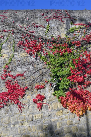 City wall with boston ivy