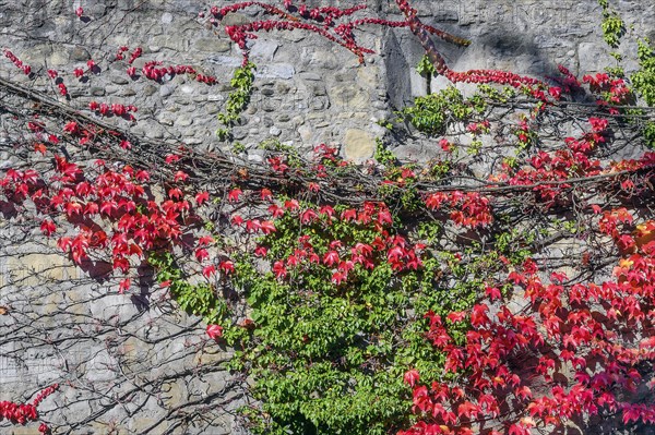 City wall with boston ivy