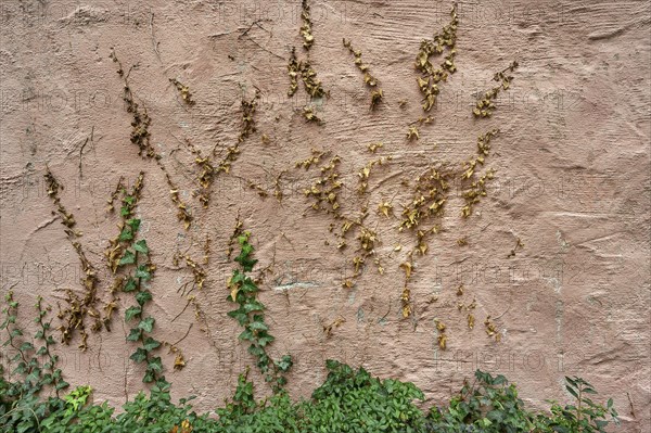 Wall with green and dried common ivy