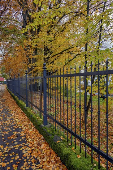 Metal fence with autumnal beeches