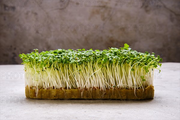 Fresh microgreens