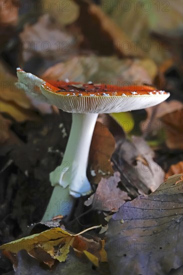 Fly agaric