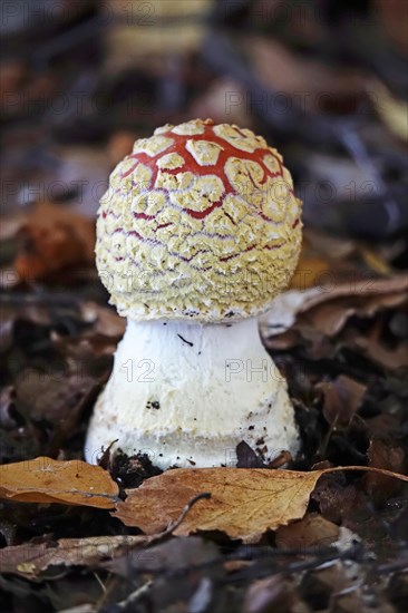 Fly agaric