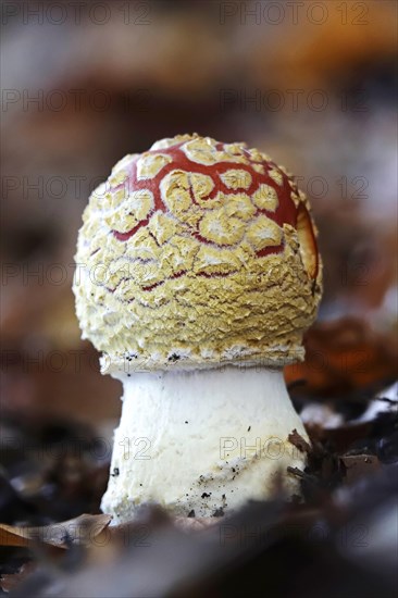 Fly agaric