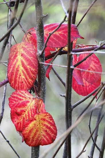 Autumn colours