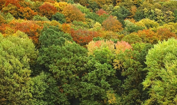 Autumn colours