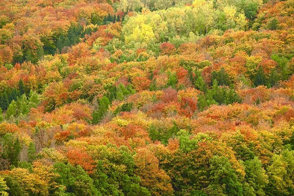 Autumn colours