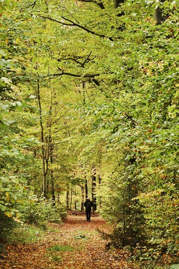 Hike through autumnal forest with photo backpack