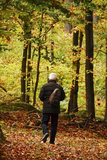 Hike through autumnal forest with photo backpack