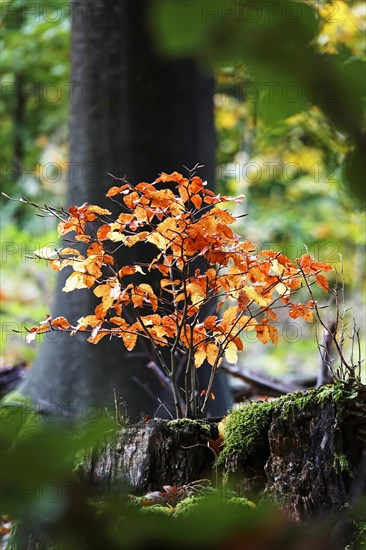 Autumn colours