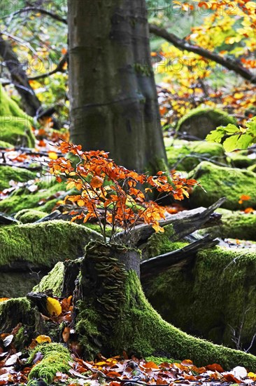 Autumn colours