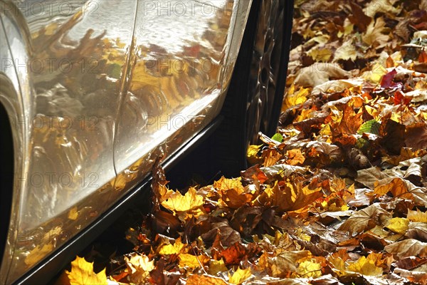 Autumn leaves reflected in a car