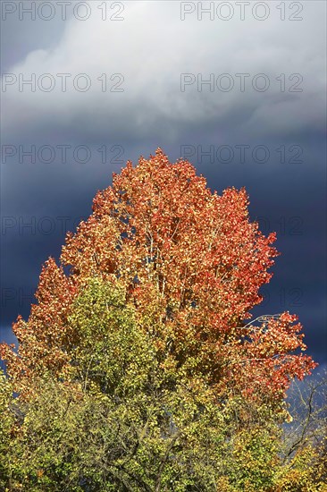 Autumn colours