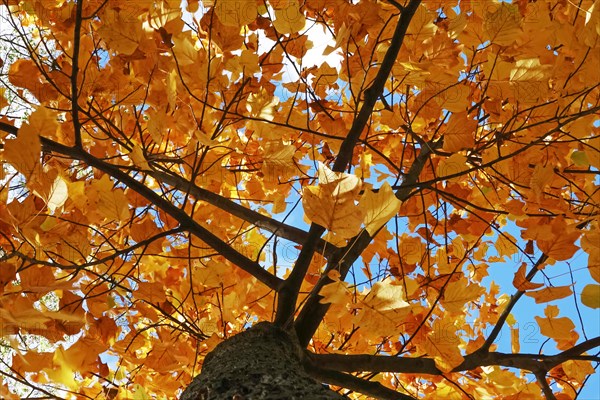 Autumn colours