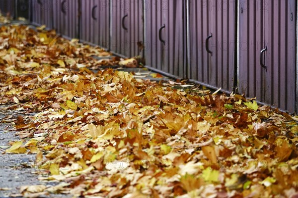 Autumn colours