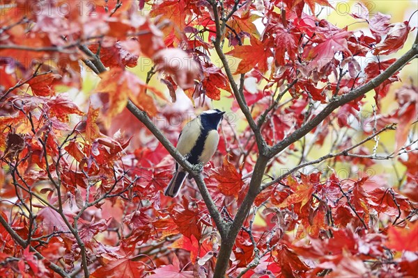 Great tit