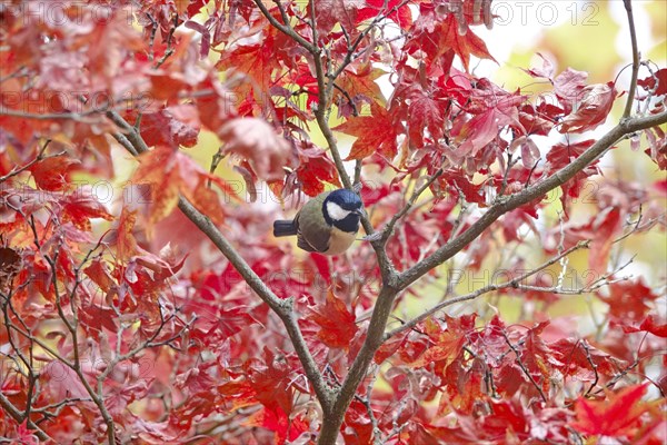 Great tit