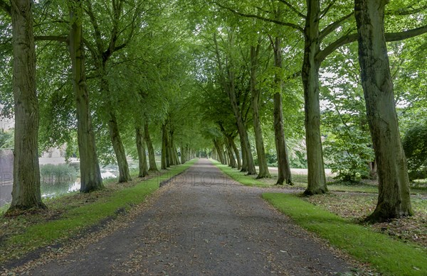 Avenue of trees at Luetetsburg Castle