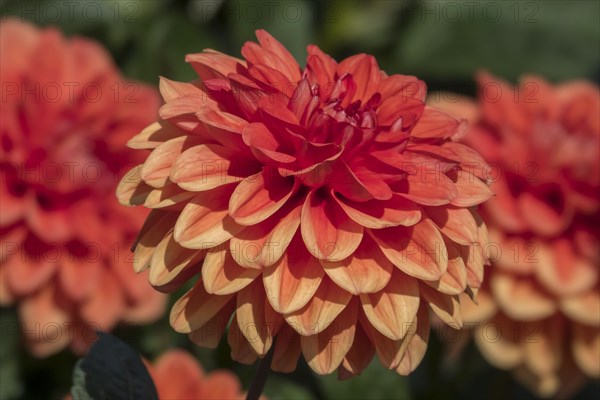 Decorative dahlias