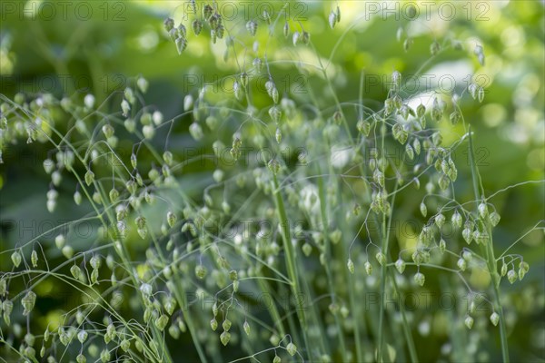 Inflorescence of quaking grasses