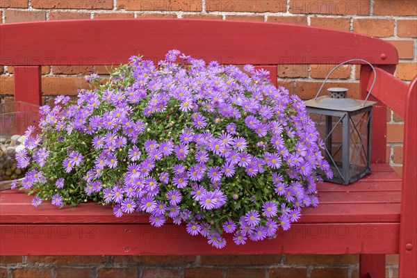 Red bench with cushion aster