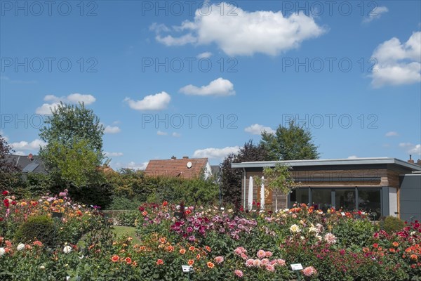 Dahlia garden