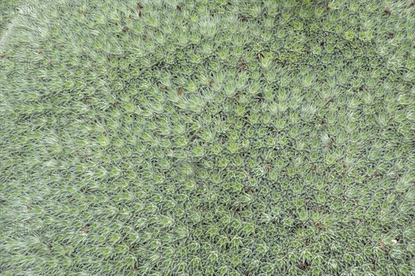 Deuterocohnia brevifolia