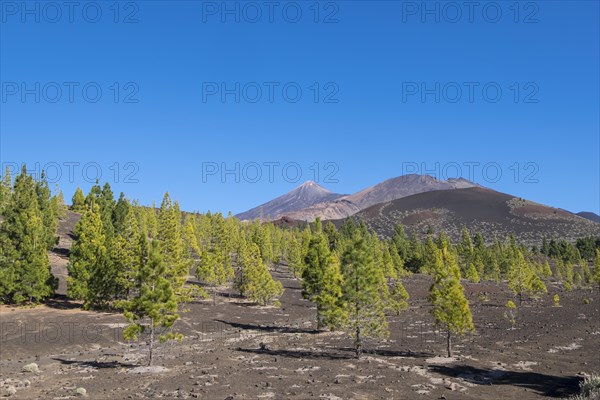 Landscape with Canary Island pines and the volcanoes El Teide