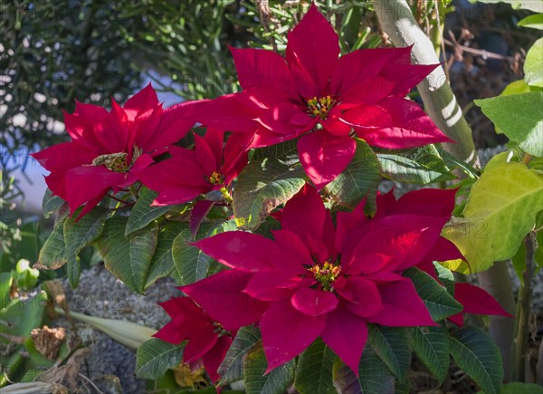 Poinsettia