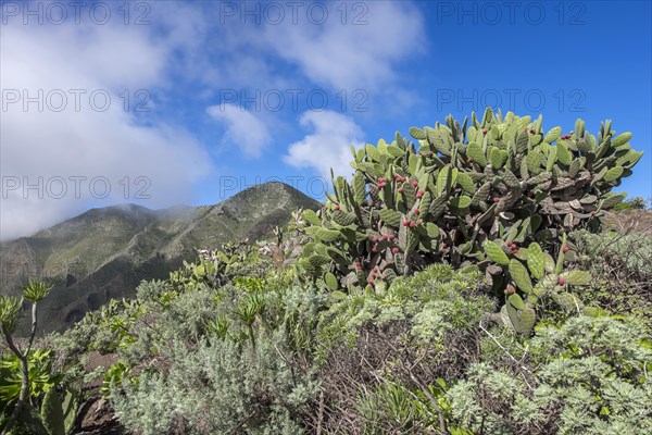 Vegetation with cactus pears