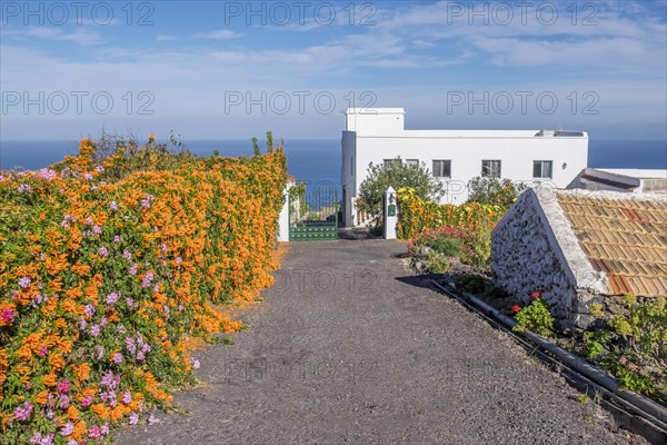 Flowering fire vine